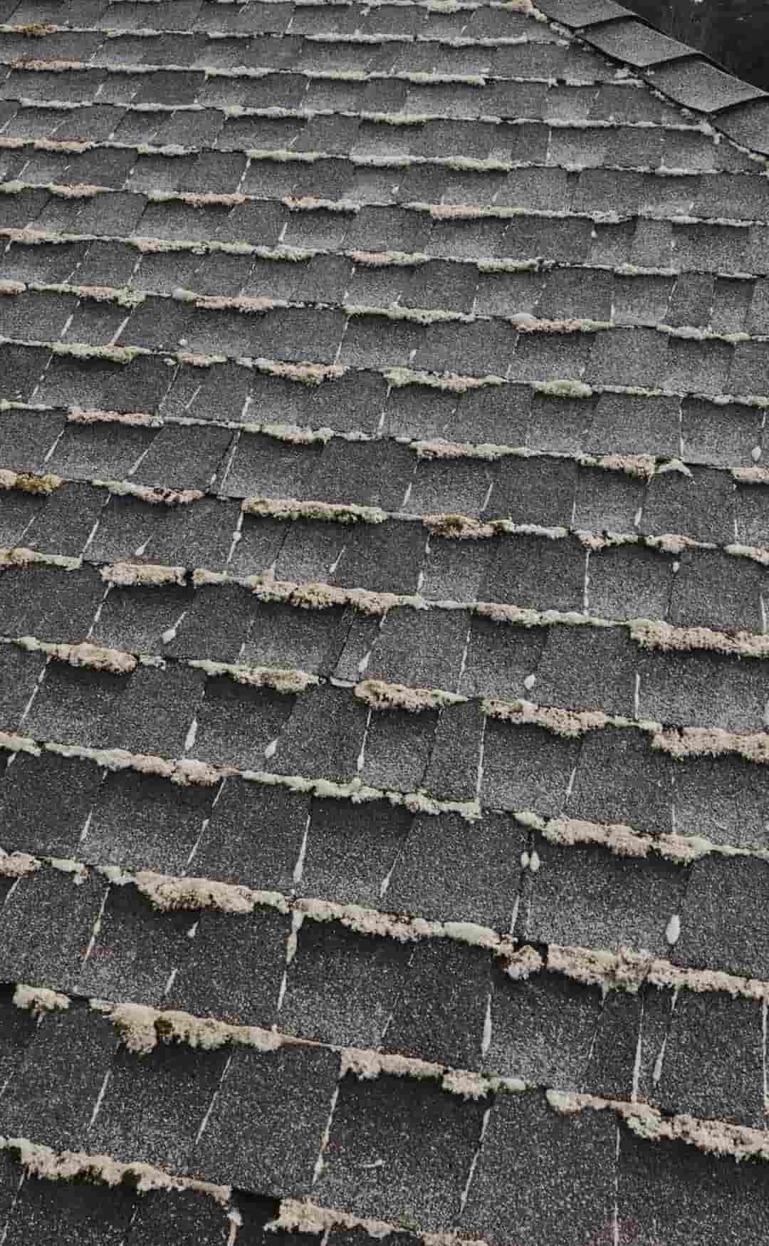 Roof after moss service