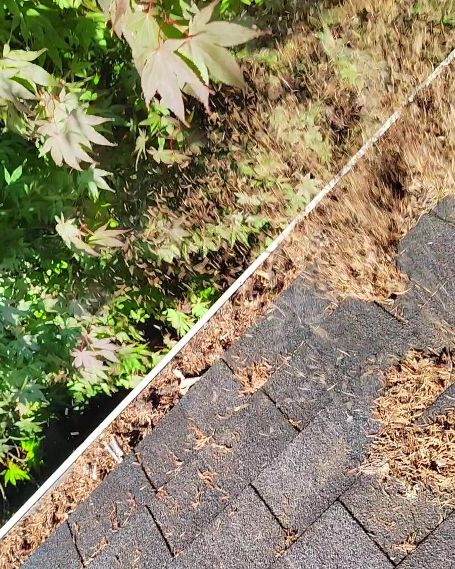 Gutter line packed with fir needles under a maple on a Portland-area roof, before a HomeHaven gutter cleaning