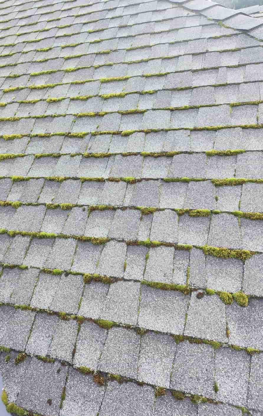 Moss before treatment